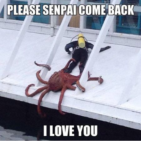 Funniest_Memes_please-senpai-come-back-i-love-you_9624